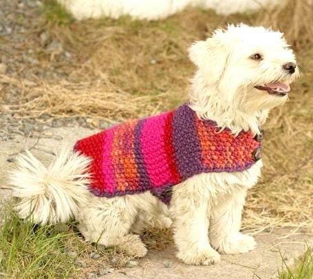 Motif tricot vintage chien pull manteau pull chiot chihuahua
