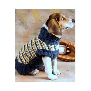 May include: A beagle dog wearing a blue and yellow striped knitted sweater with a turtleneck.