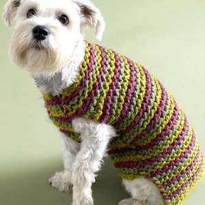 May include: A white dog wearing a striped knitted sweater in shades of green and purple. The sweater is a simple design with a crew neck and no sleeves.