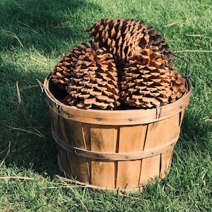 May include: A round, light brown wooden bushel basket filled with several large, textured, brown pine cones. The basket features vertical wooden slats held together by horizontal bands and a thin metal wire handle attached to the rim.