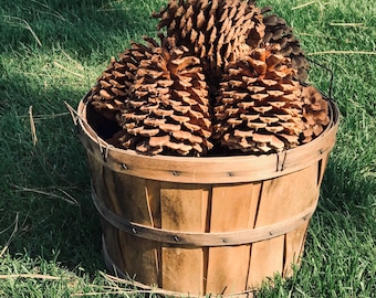 10 to 12 Large Pine Cones 4+ to 6+ inches  Special high gas price