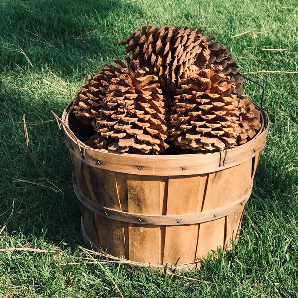 May include: A round, light brown wooden bushel basket filled with several large, textured, brown pine cones. The basket features vertical wooden slats held together by horizontal bands and a thin metal wire handle attached to the rim.