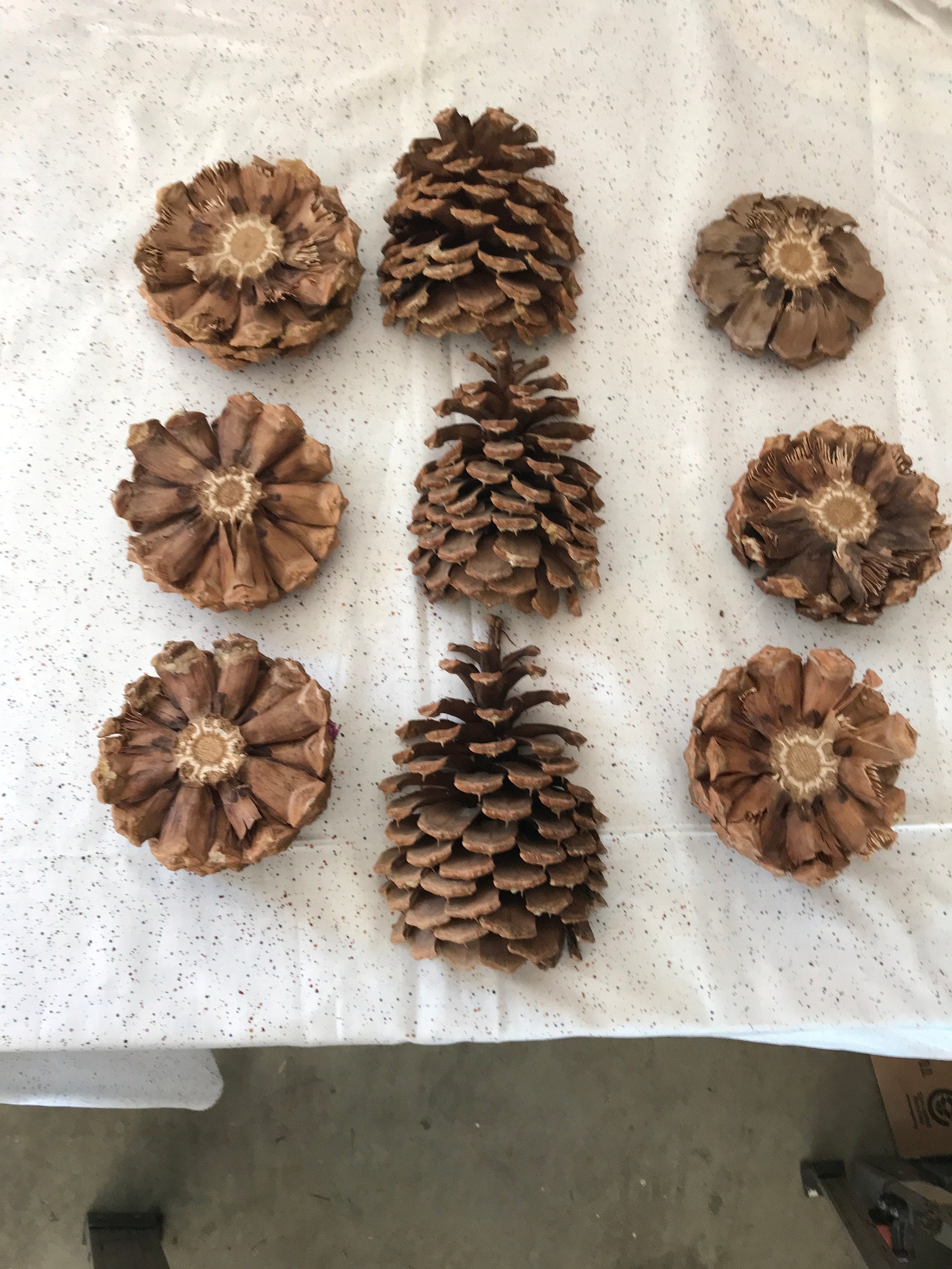 Cut Ponderosa Pine Cones. Slices halves Etsy