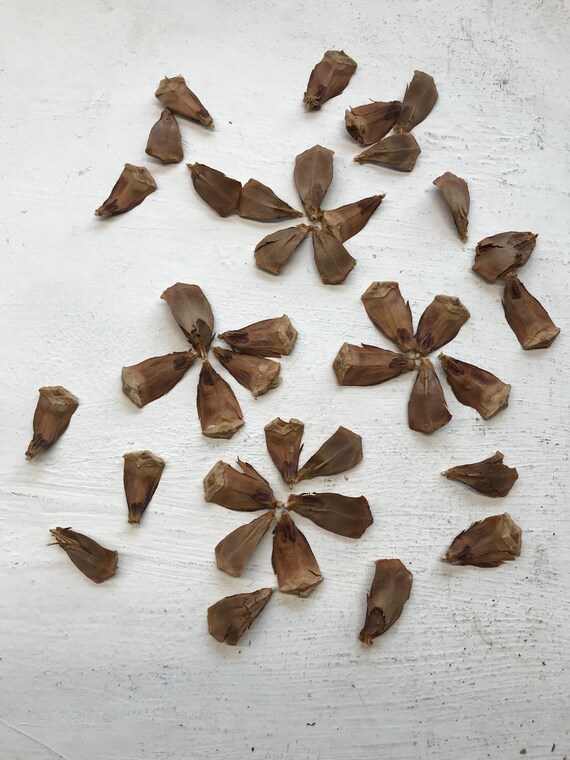 Pine Cone Petals Pine Cone Wings Organic Pine Cones Pine Etsy