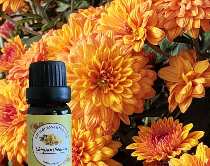Pure Chrysanthemum Essential Oil Floral Tranquility and Aromatic