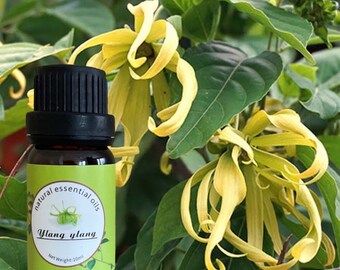 Pure Ylang Ylang Essential Oil - Floral Elegance and Emotional Harmony - 100% Natural and Therapeutic Grade - 10ml Bottle