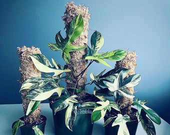 Op de afbeelding: Drie potplanten met bonte bladeren. De planten staan in bruine potten met een mossige basis. De planten staan tegen een blauwe muur.
