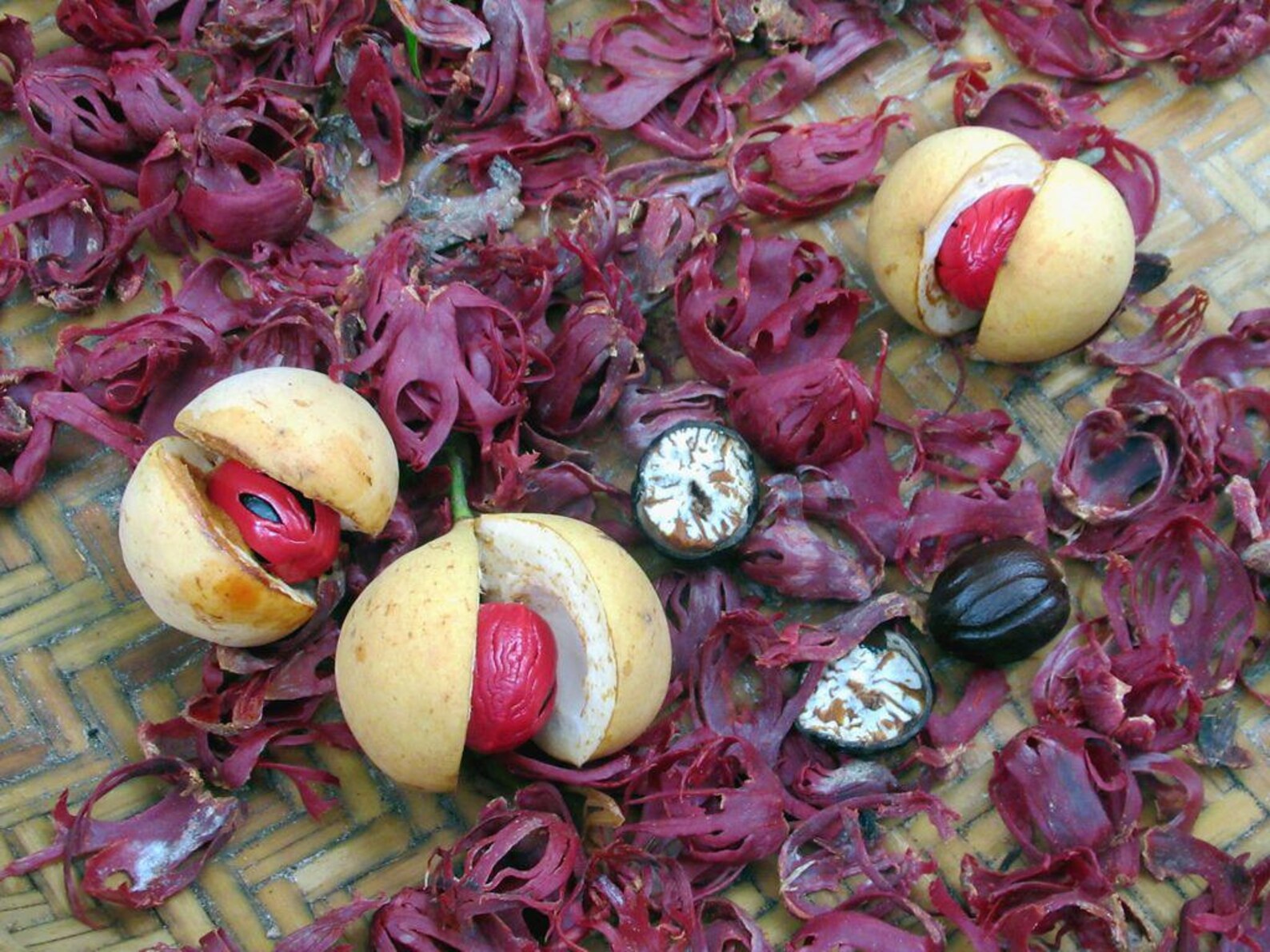 Premium Organic Nutmeg Seed Cover pure Ceylon Etsy