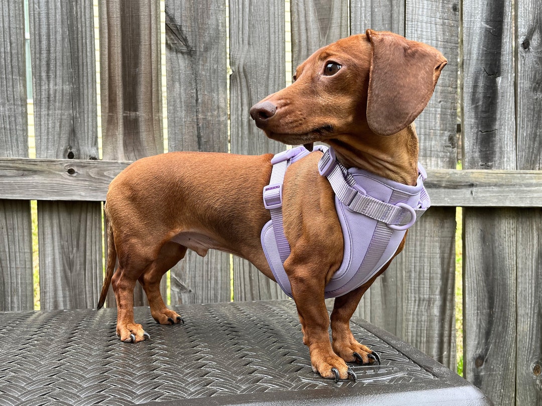 Dachshund Harness Set for Mini Dachshund Harness for Wiener Dog Walk