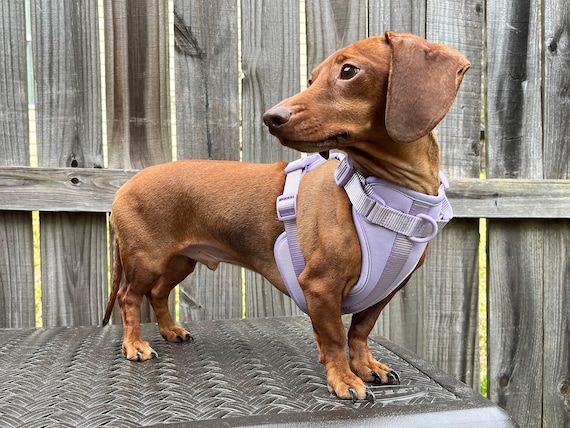 adjustable dog harness for dachshunds