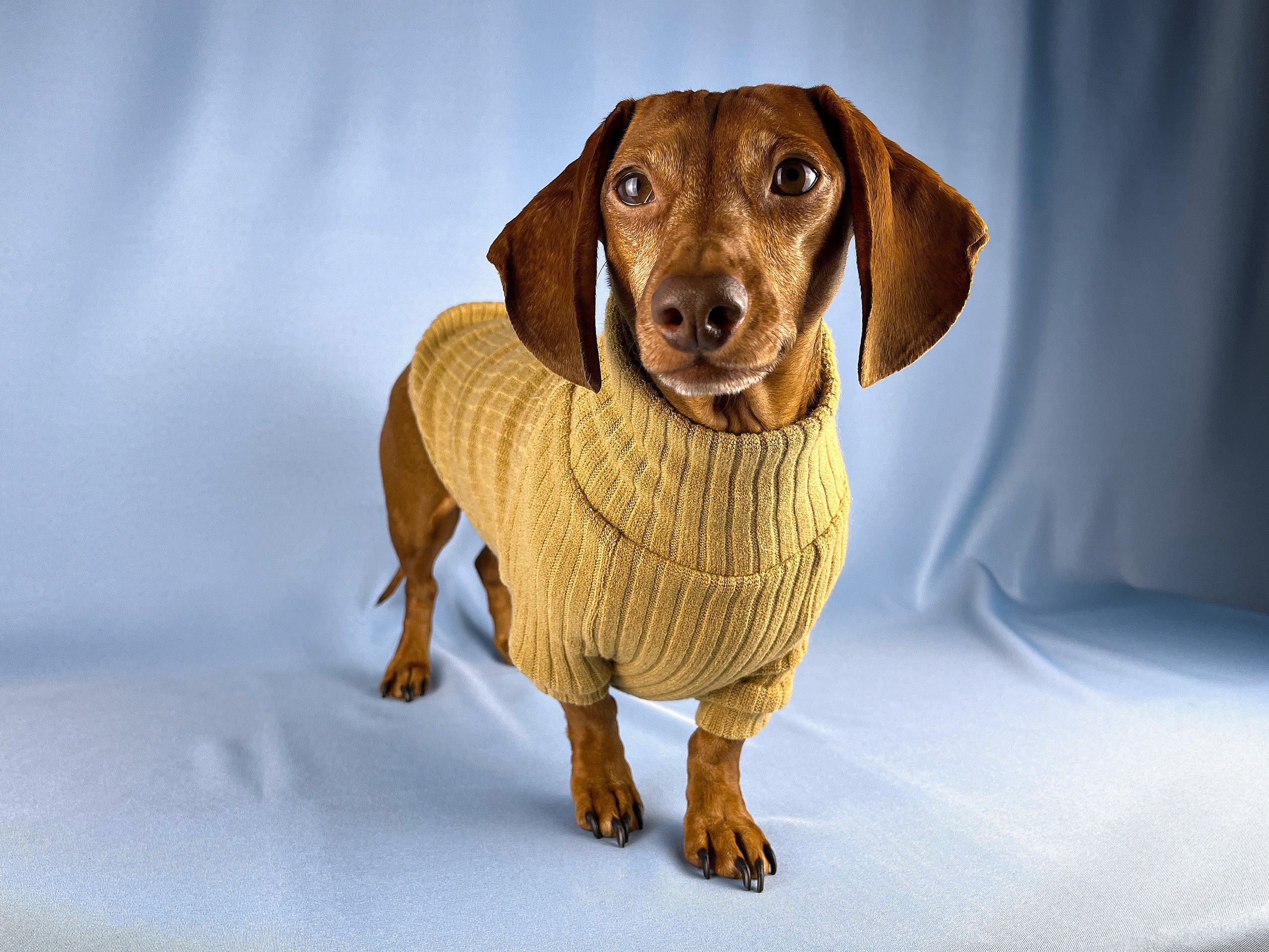 Dachshund Sweaters Etsy