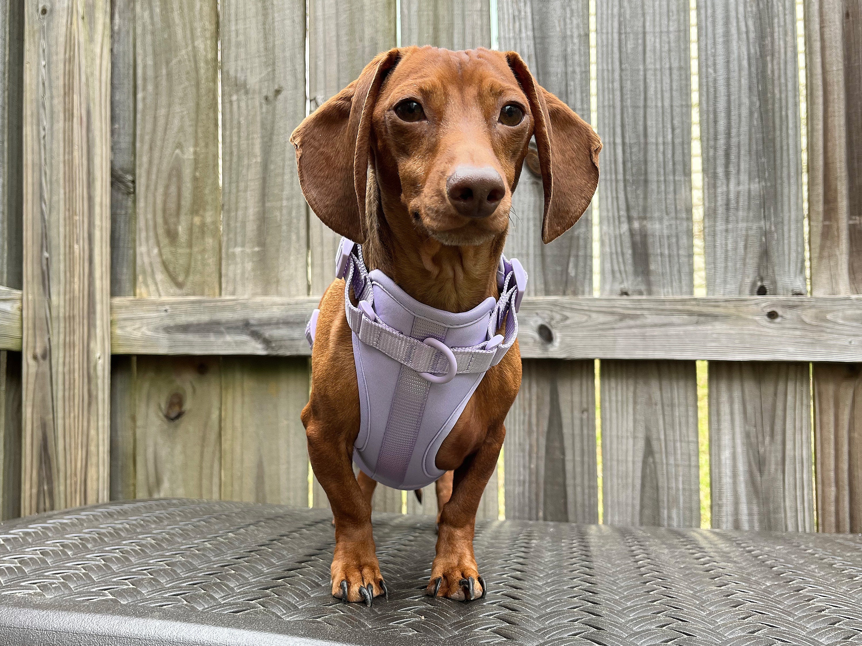 Pawcci Harness & Leash Set  Elevate Your Dachshund's Style