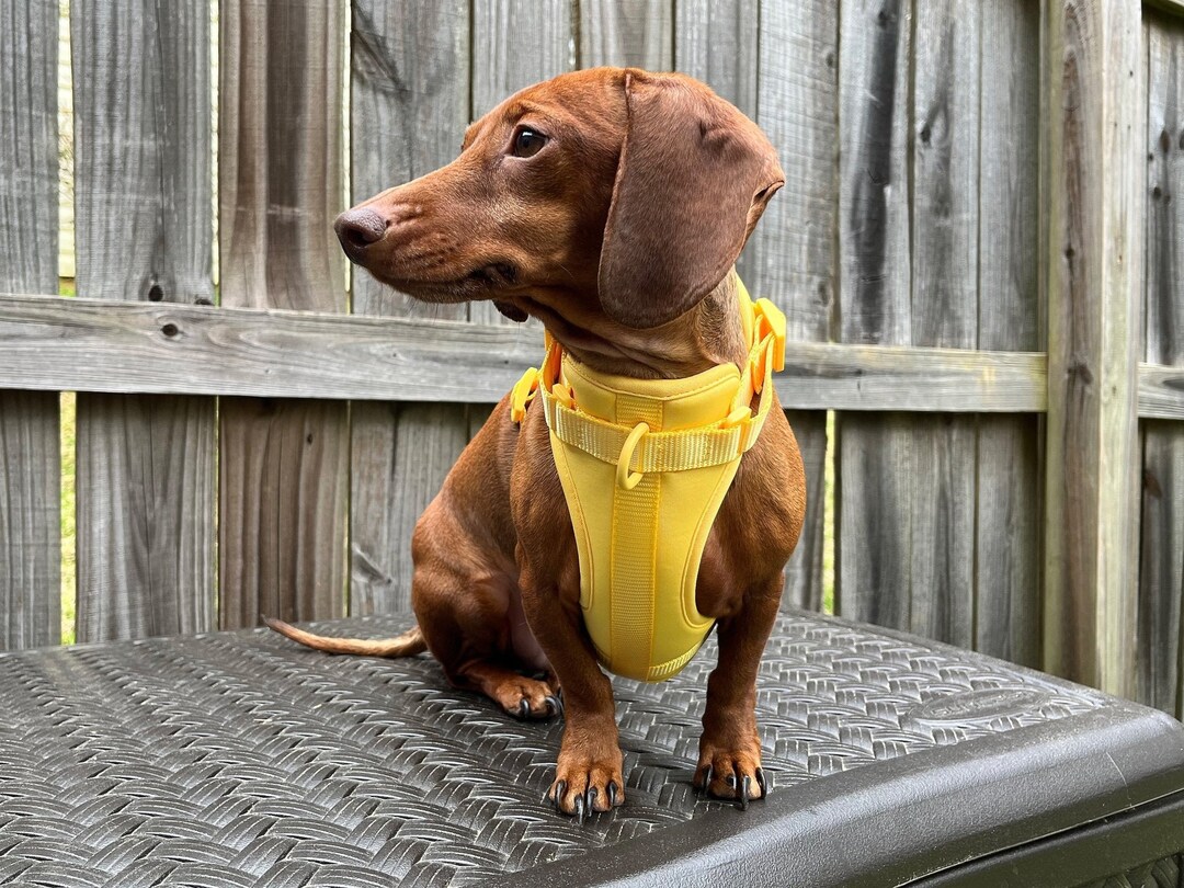 Dachshund Harness Set for Mini Dachshund Harness for Wiener Dog Walk
