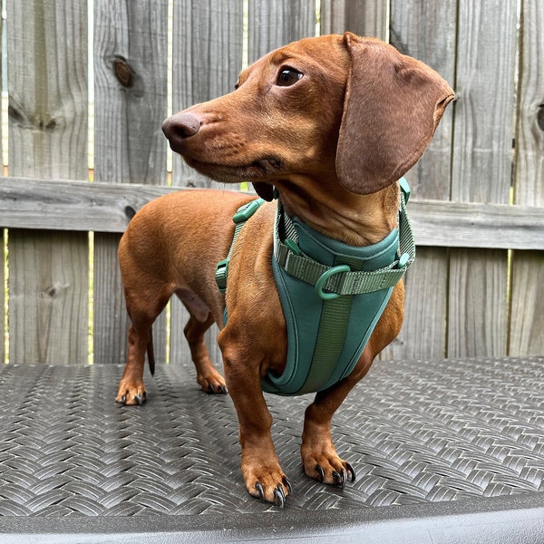 Dachshund Harness Etsy