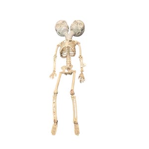 Double-Headed Anatomy Skeletal Model Fetus, Skeleton, Skull, Bizarre, Cabinet of Curiosities Vintage