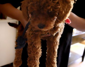 Braided Dog Chew Toy