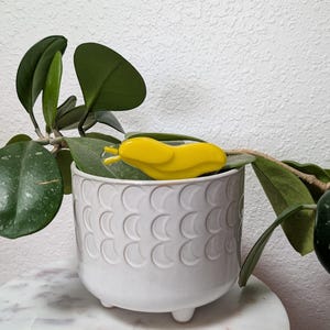 May include: A white ceramic planter with a repeating crescent moon pattern, holding a green plant with large, oval leaves. A bright yellow slug-shaped object rests on the plant's leaves. The planter sits on a marble-like surface.