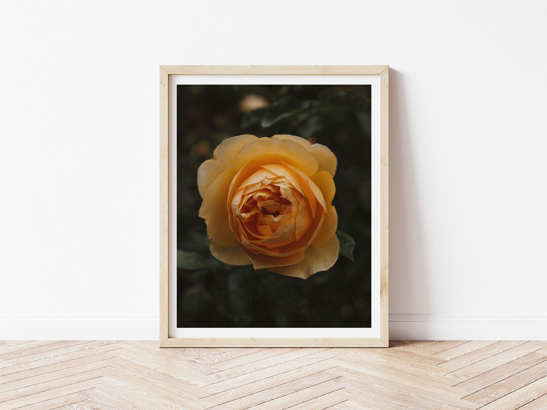 Rose Print Yellow Rose Wall Art Flower Print Botanical Etsy
