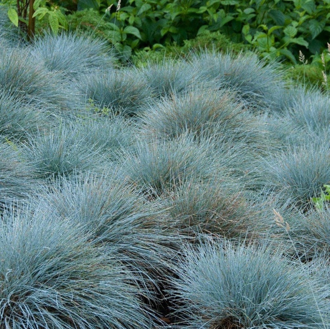 Blue Fescue Festuca Glauca Tufted Ornamental Grass Plug Plant Etsy UK