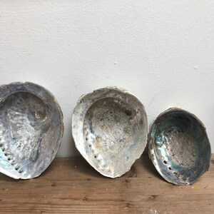 Abalone shells,conch,vintage,seaside,marine,ornament,storage,display, decoration,table,costal,dish,collectible, collection,beach,aquariums,