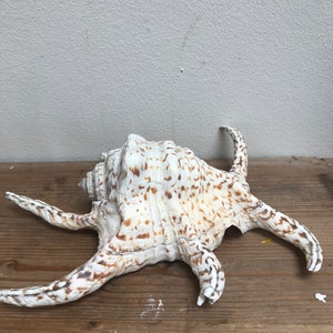 May include: A white seashell with brown spots and long, spiky arms. The shell is lying on a wooden surface.