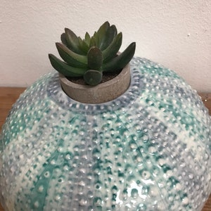Sea urchin shaped vase or pot, flowers, cactus, succulents, circular, green turquoise, dotted, ornament, decoration, seaside, beach, ceramic