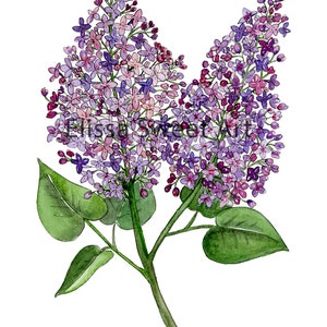 Peinture à l'aquarelle de fleurs de lilas Impression artistique de haute qualité Fleur violette 5x7 ou 8x10 image 2