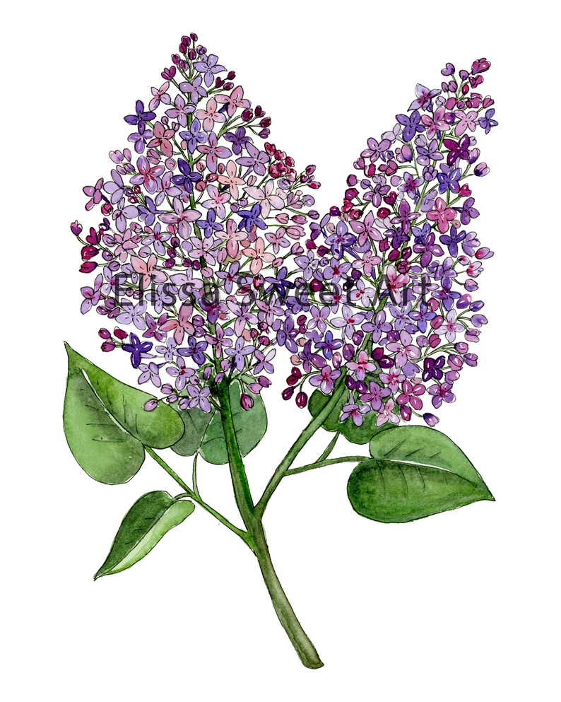 Peinture à l'aquarelle de fleurs de lilas Impression artistique de haute qualité Fleur violette 5x7 ou 8x10 image 2