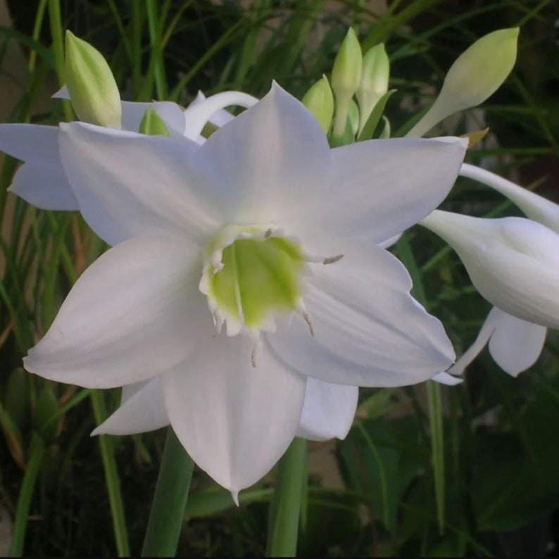 Eucharis Grandiflora Amazon Species Amazonica Lily Urceolina Etsy