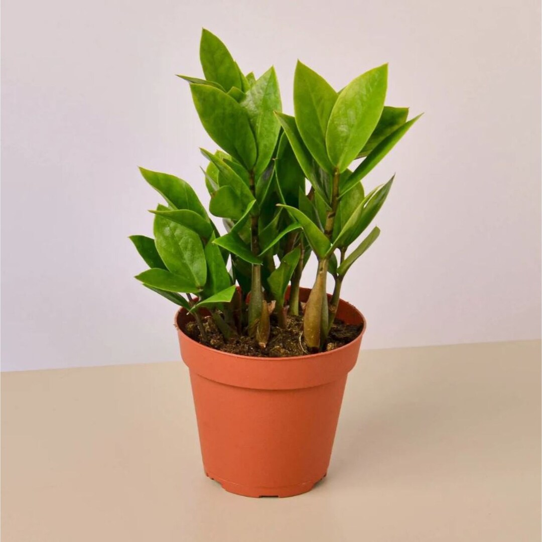 ZZ Plant Zamioculcas Zamiifolia Money Plant With 4 Inch Potted Etsy