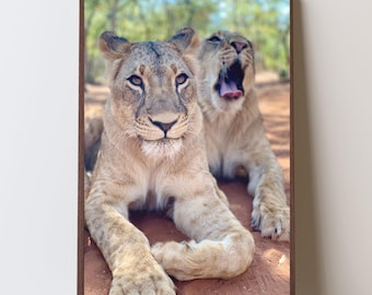 Lion In Safari Printable Photo - Nature Digital Print - Wall Art Home Decor - Animal Photography Print - Animal Gallery Wall Art Gift