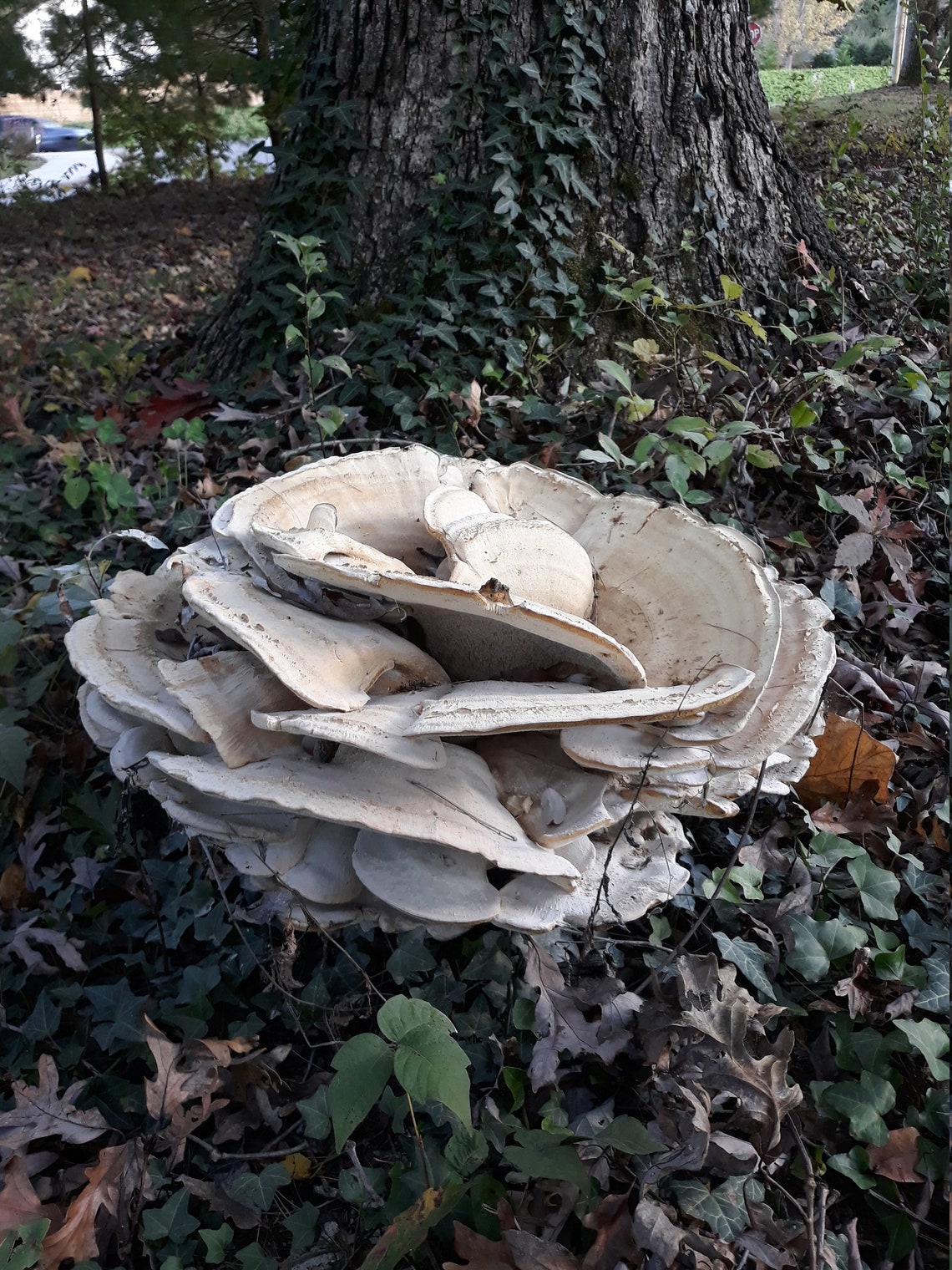 Berkeley&rsquo;s Polypore Mushroom Wild Foraged Dried 1 oz | Etsy