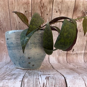 May include: A white ceramic planter with a speckled blue glaze, featuring a trailing houseplant with green and brown leaves.