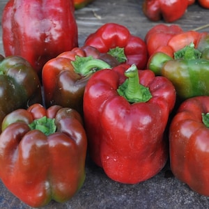 King of the North pepper seeds | heirloom seeds | rare pepper seeds | organic gardening