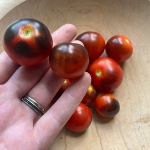 Dancing with Smurfs Tomato Seeds | heirloom seeds | 20 seeds | heirloom tomatoes | non GMO | organic garden