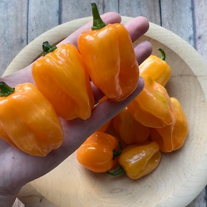 Yellow Habanero pepper seeds | 15 seeds | hot pepper | heirloom seeds | rare seed