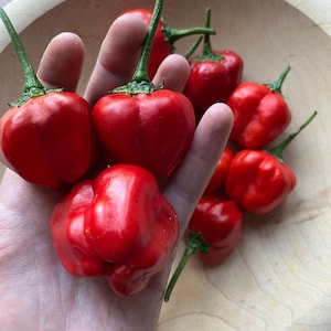 Malawi Piquante Pepper Seeds | Peppadew Pepper | 20 seeds | heirloom seeds | organic gardening | rare pepper