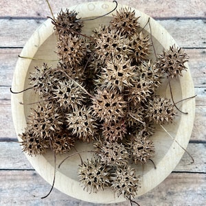 Sweet gum balls 30 count | witches burr | wildcraft | foraged | diy projects