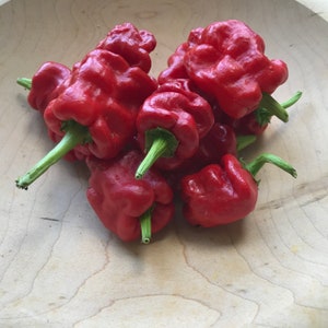 Rare Zou-Pi pepper seeds | 30 seeds| heirloom peppers | heirloom variety | rare seed