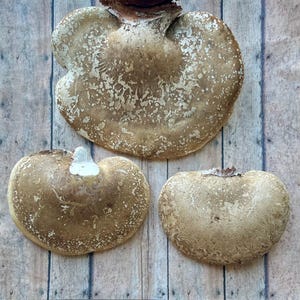 Champignon polypore de bouleau | Champignons séchés | Teintures DIY | Préparation du thé | Apothicairerie