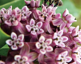 Milkweed seed mix | US seller | organic seeds | non GMO seeds