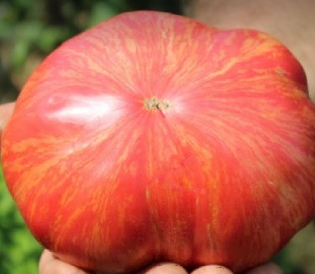 Pink Jazz Tomato Seeds | Heirloom Seeds | 20 Seeds Pink Jazz Tomato Seeds | Heirloom Seeds | 20 Seeds