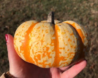 Blaze Pumpkin Seeds | Unique Pumpkin Seeds | Stripey Pumpkins | Organic Seeds