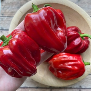Criolla de Cocina Pepper Seeds | 30 seeds | heirloom seeds | organic gardening | rare pepper