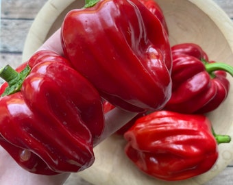 Criolla de Cocina Pepper Seeds | 30 seeds | heirloom seeds | organic gardening | rare pepper