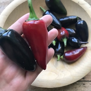 Hungarian Black Pepper Seeds | heirloom seeds | rare pepper seeds | organic gardening