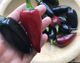 Hungarian Black Pepper Seeds | heirloom seeds | rare pepper seeds | organic gardening