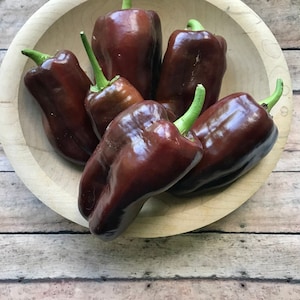 Red poblano pepper seeds | chocolate poblano | red ancho pepper | heirloom seeds