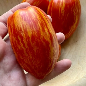 Speckled Roman Tomato Seeds | heirloom seeds | 30 seeds | heirloom tomatoes | non GMO | organic garden