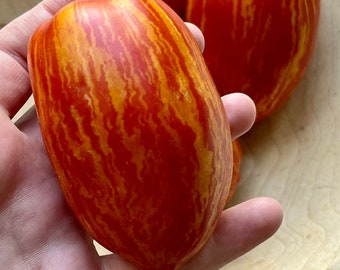 May include: Close-up of several heart-shaped tomatoes with red and yellow striped skin. One tomato is held in a hand, while others rest in a wooden bowl. The tomatoes have a smooth texture and vibrant colors.